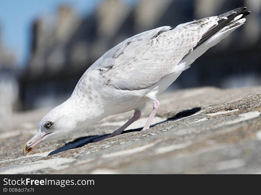 Seagull On A Stone Wall Leaning Down