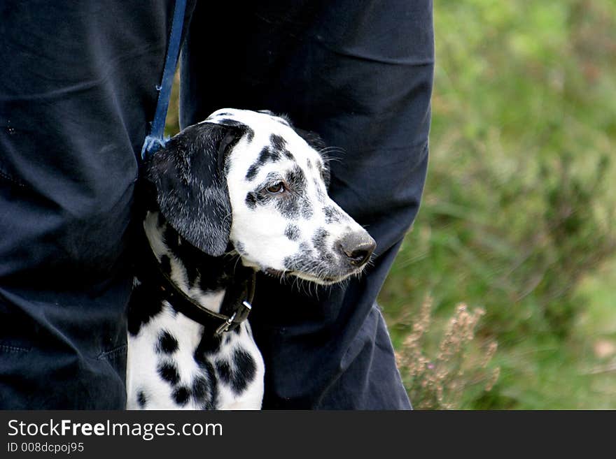 Dalmatian dog between legs