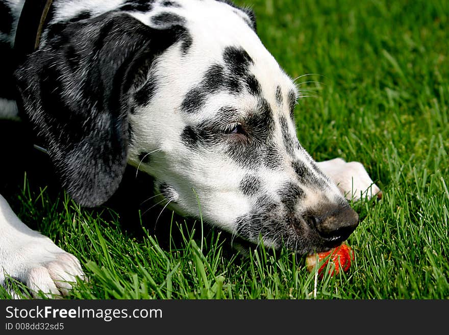 A young dalmatian dog, named Oliver. A young dalmatian dog, named Oliver.