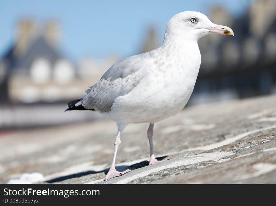 Seagull on a stone wall