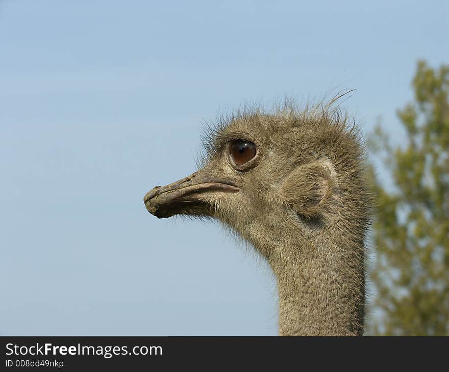 Ostrich  Portrait