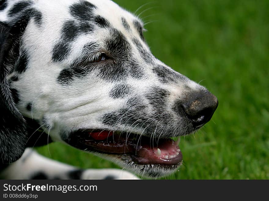 Snouth of a dalmatian dog