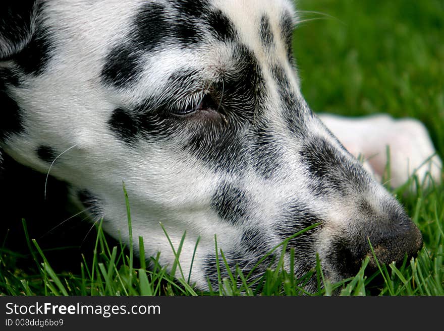 Head of a lying dalmatian dog