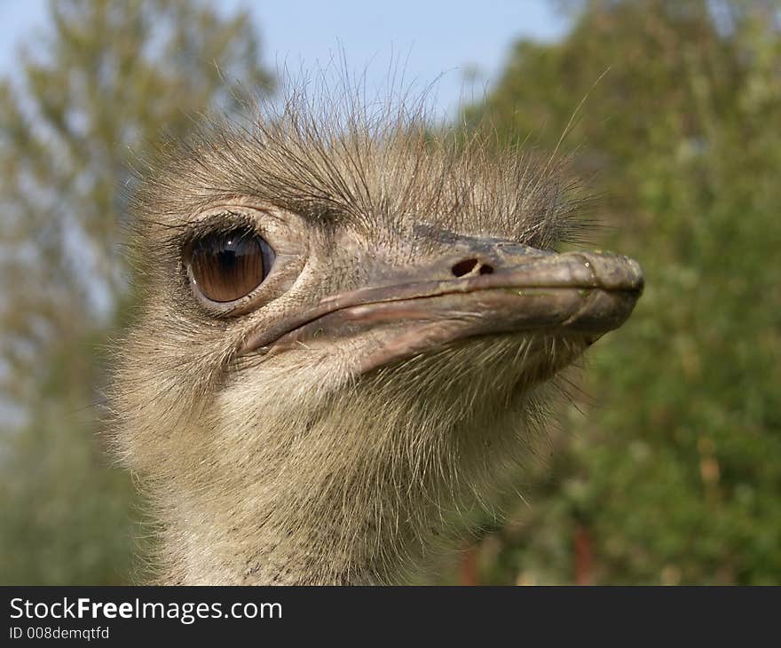 Young ostrich portrait and trees. Young ostrich portrait and trees