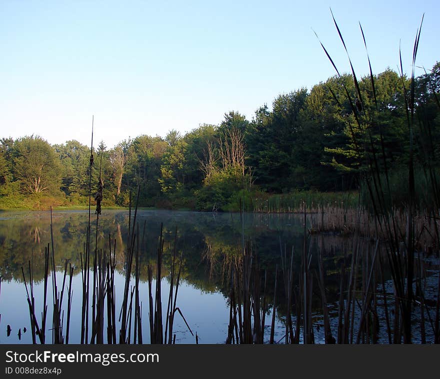 Pond Reflections