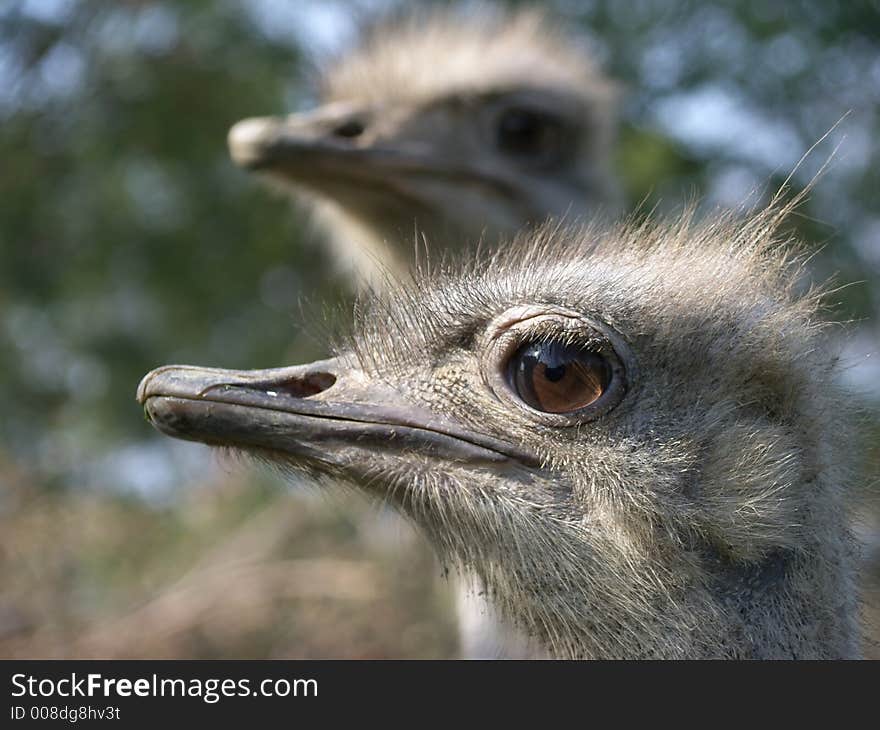 Two young ostriches portrait and trees. Two young ostriches portrait and trees