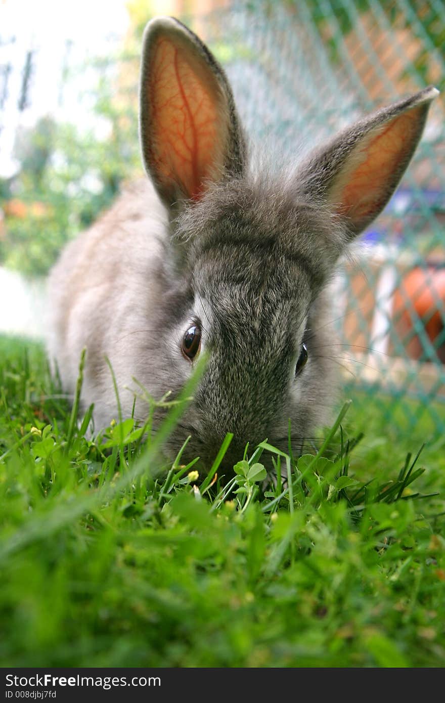 Rabbit, looking curiously at the camara. Rabbit, looking curiously at the camara.