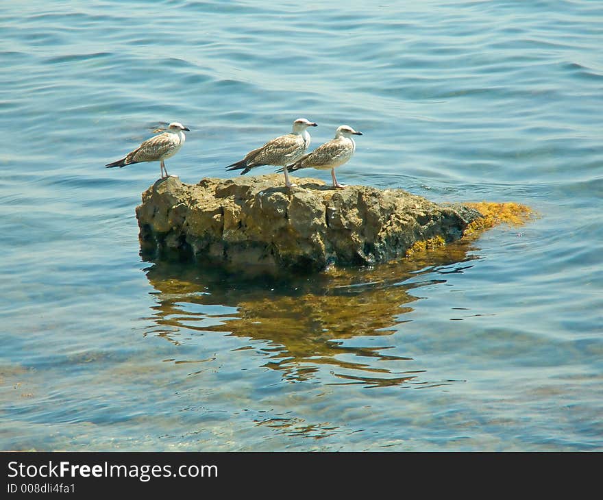 Seagulls On The Stone