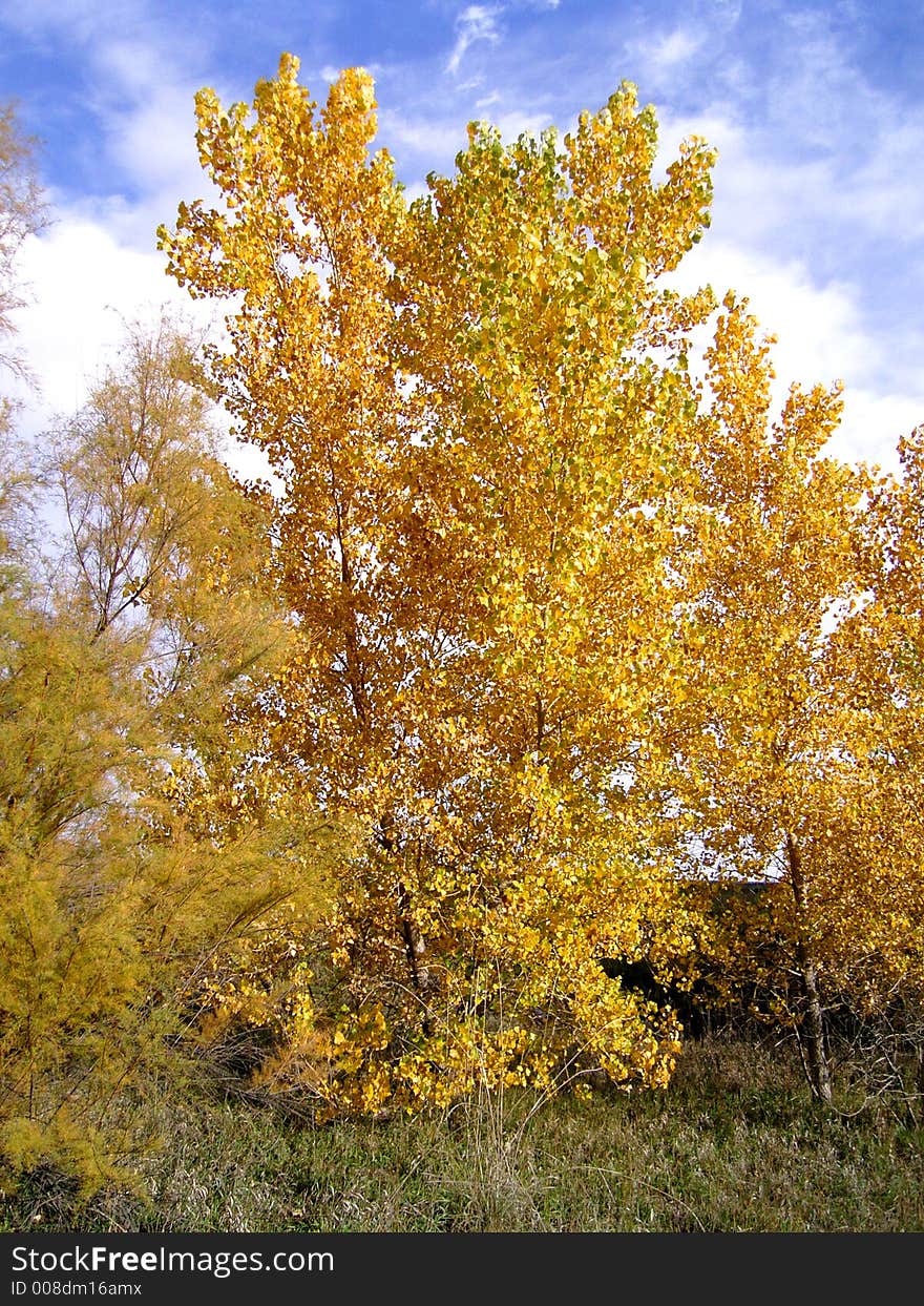 Attractive trees showing bright fall colors. Attractive trees showing bright fall colors