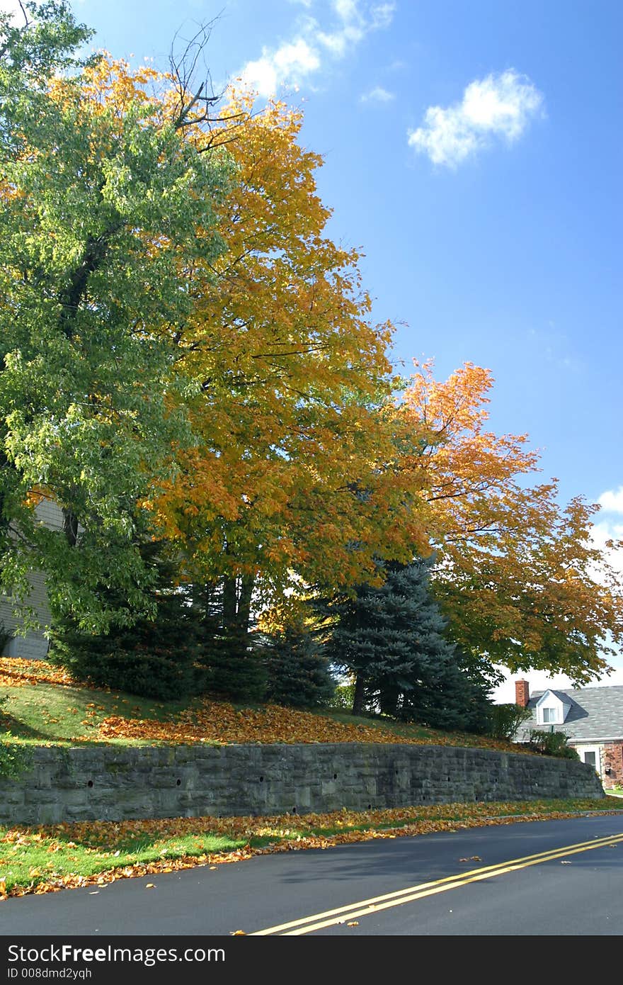 Autum Trees and road