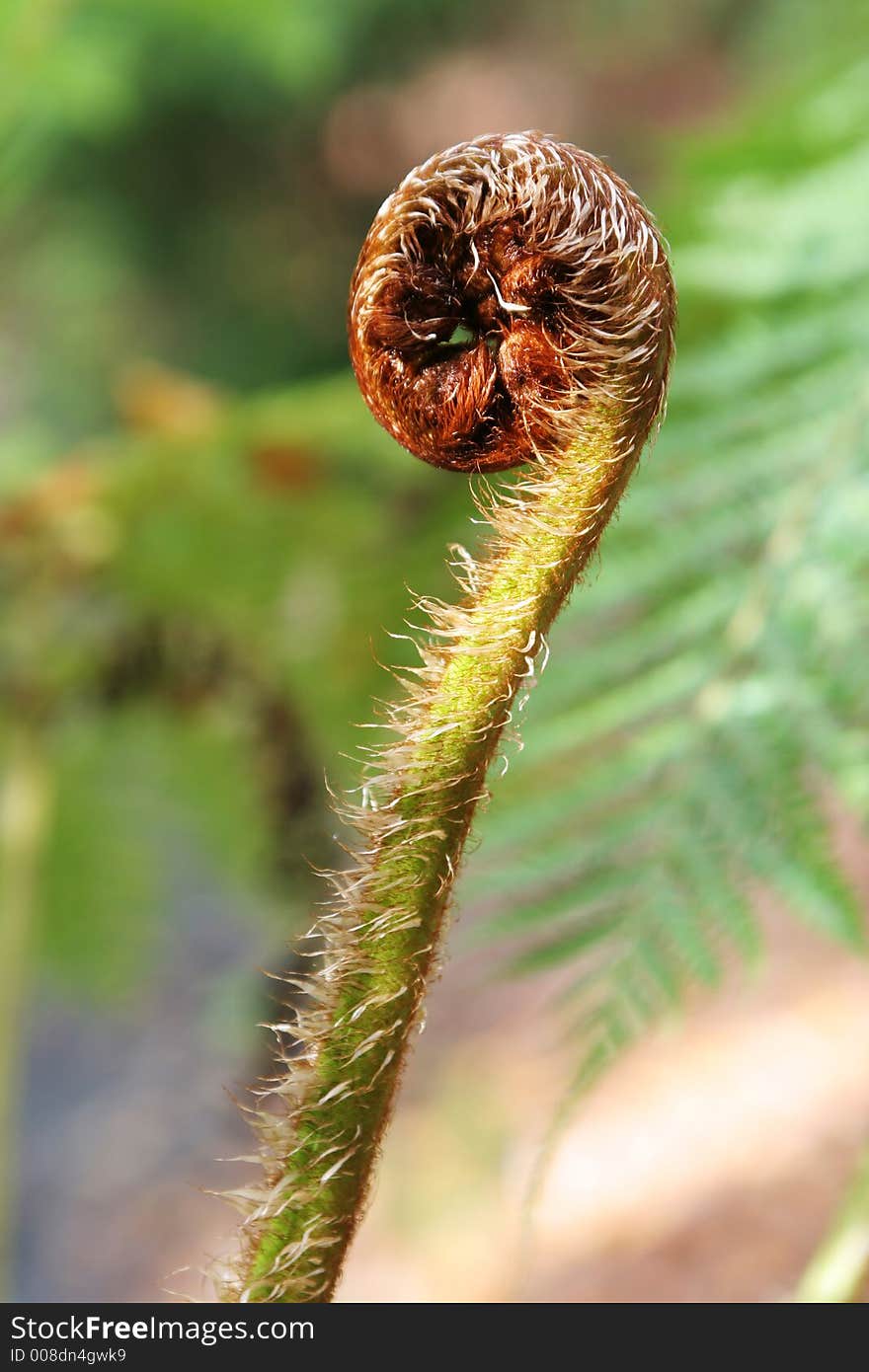 Closeuf photo of a fern bud