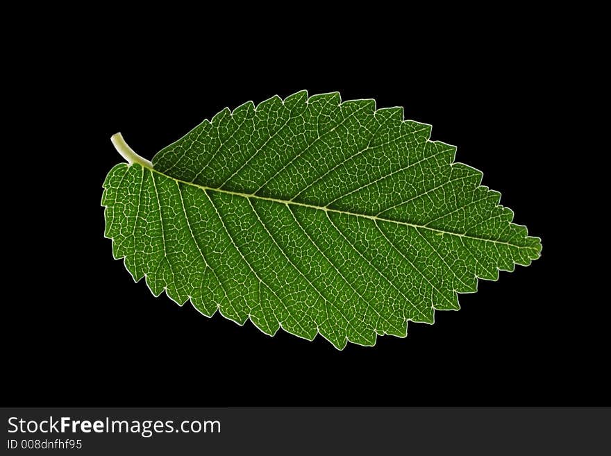 Beautiful green leaves with veins visible. Beautiful green leaves with veins visible