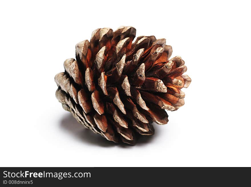 Pinecone