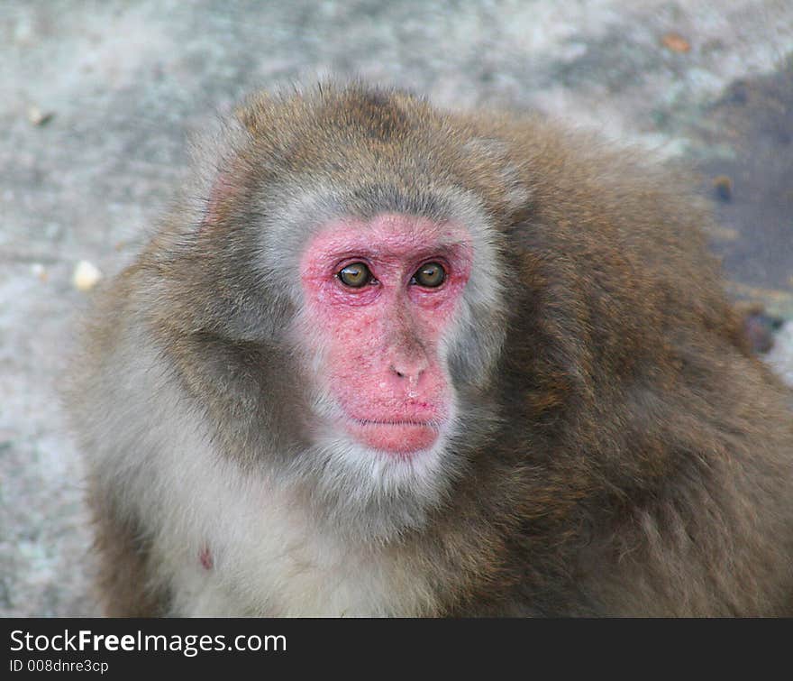 Portrait of a japanese macaque. Portrait of a japanese macaque