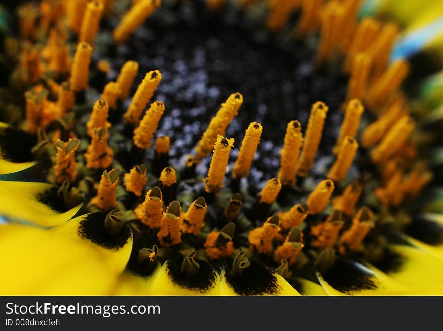 Closeup photo of a beautiful yellow flower. Closeup photo of a beautiful yellow flower