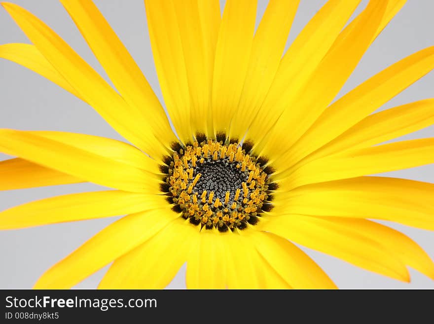 Closeup photo of a beautiful yellow flower. Closeup photo of a beautiful yellow flower