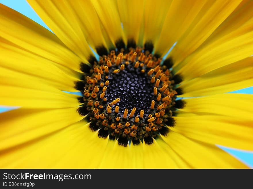 Closeup photo of a beautiful yellow flower. Closeup photo of a beautiful yellow flower