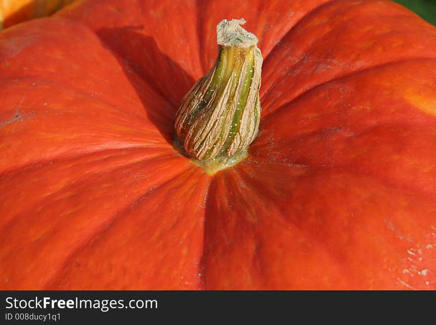 Close up of a  pumpkin