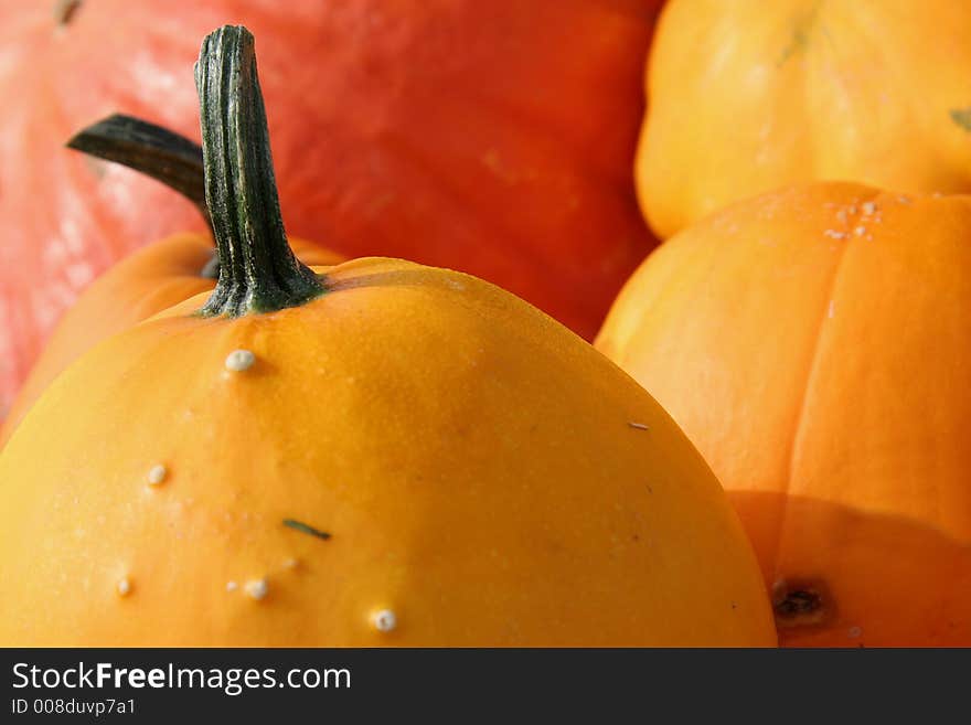 Colorful Pumpkins 2