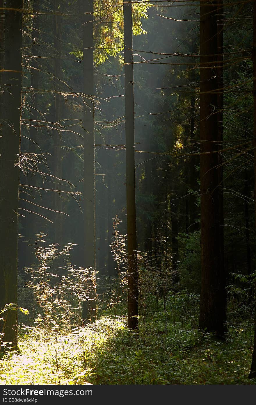 Slanting beam of light in forest. Slanting beam of light in forest