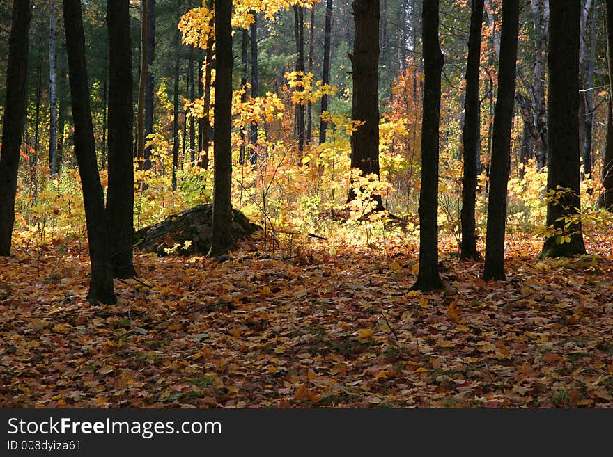 Autumn woods with contrasing light patterns