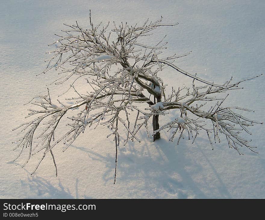 Frozen Tree