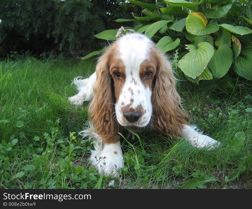 Dog is lying in garden. Dog is lying in garden