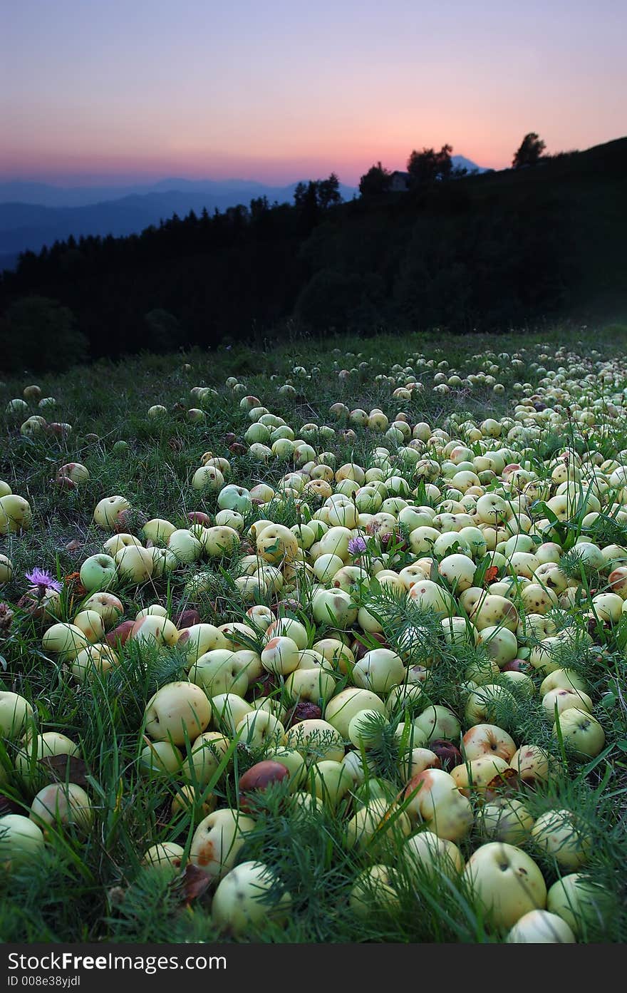 Apples are falling from trees in slovenian hills. Apples are falling from trees in slovenian hills