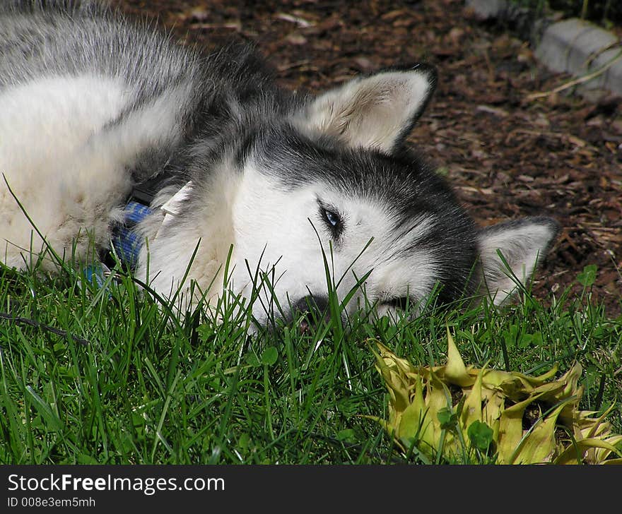 Husky sleeping in the grass