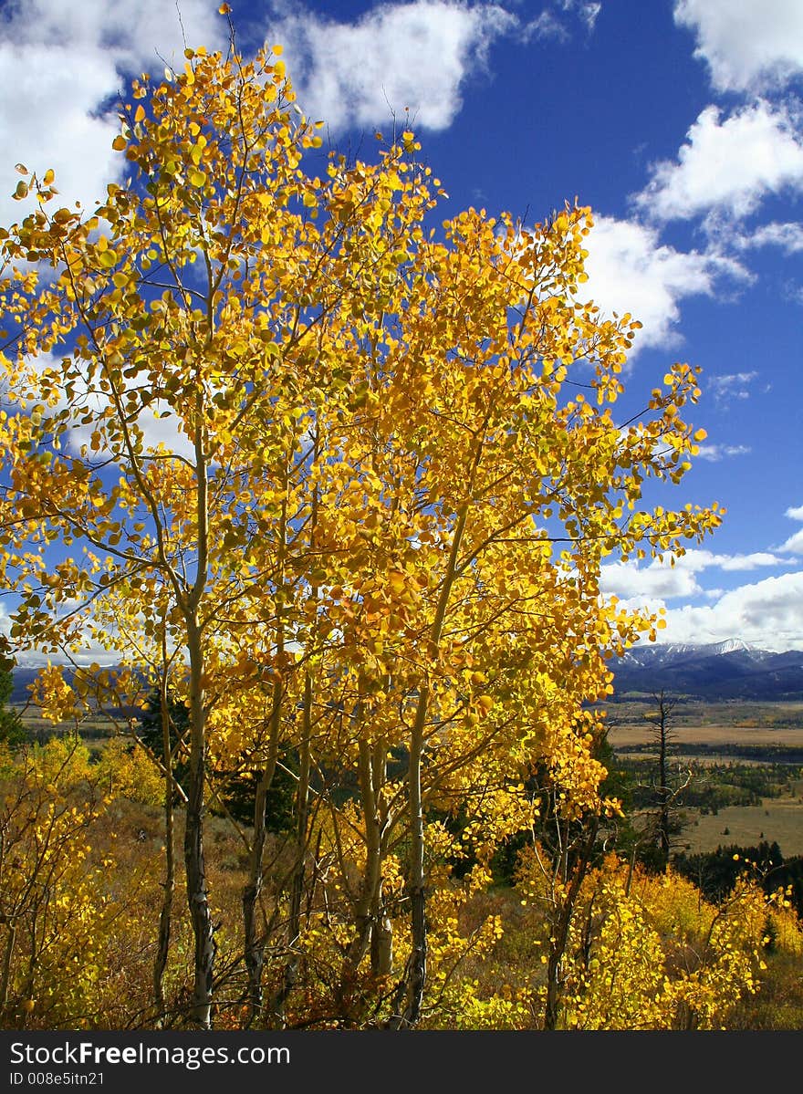 Yellow Aspen Trees