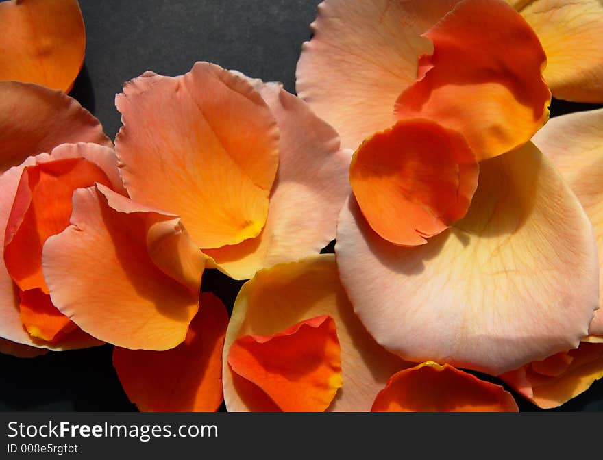 Colorful rose petals close-up