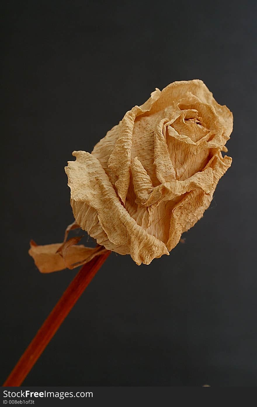 Closeup of a withered rose. Closeup of a withered rose