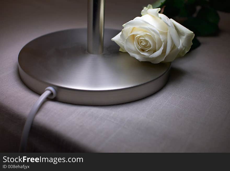 Rose on a lamp