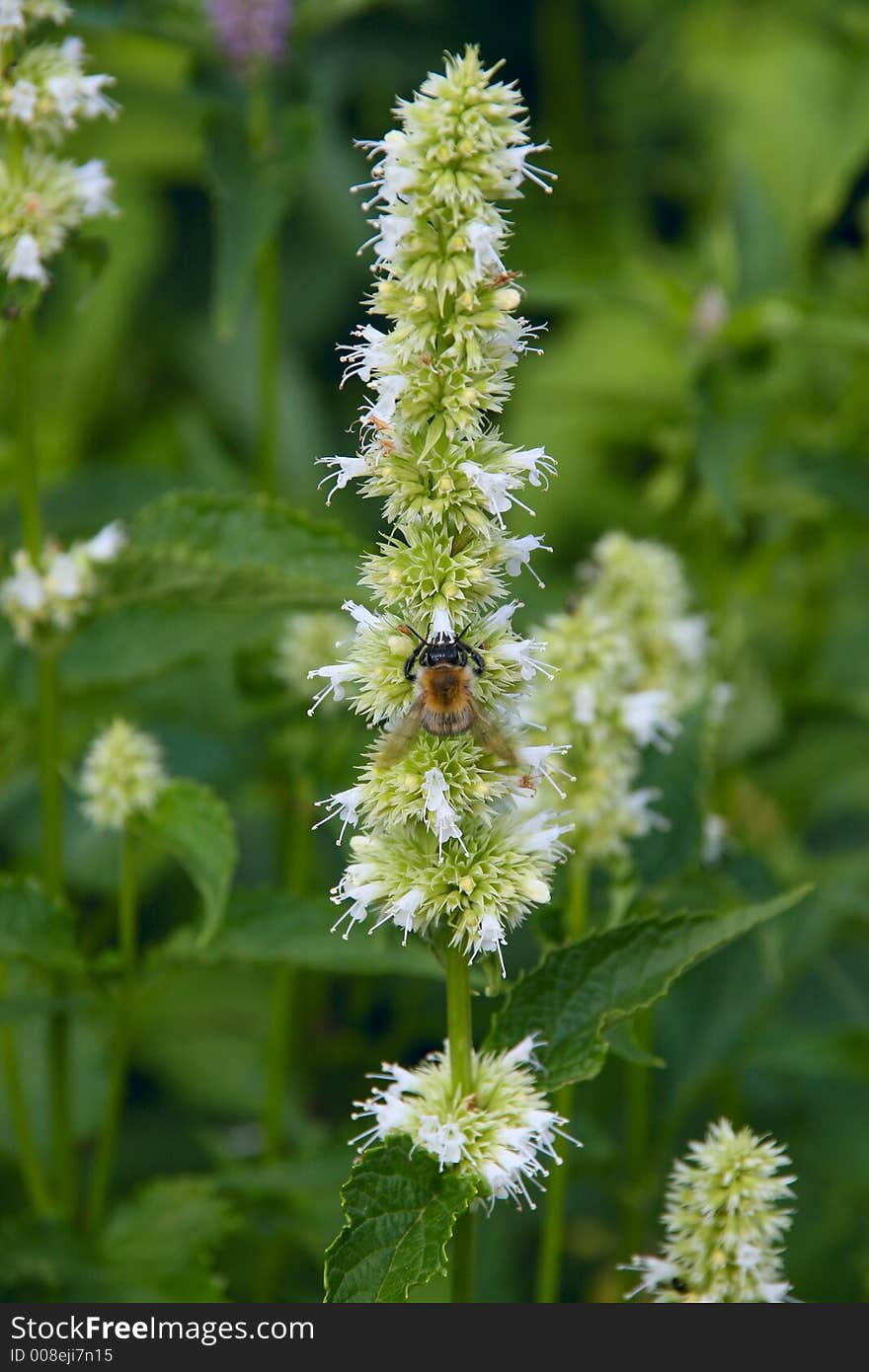 Bumblebee collecting nectar