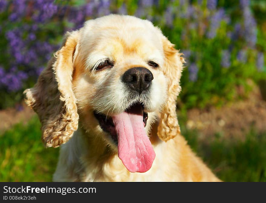 Cocker spaniel smiling