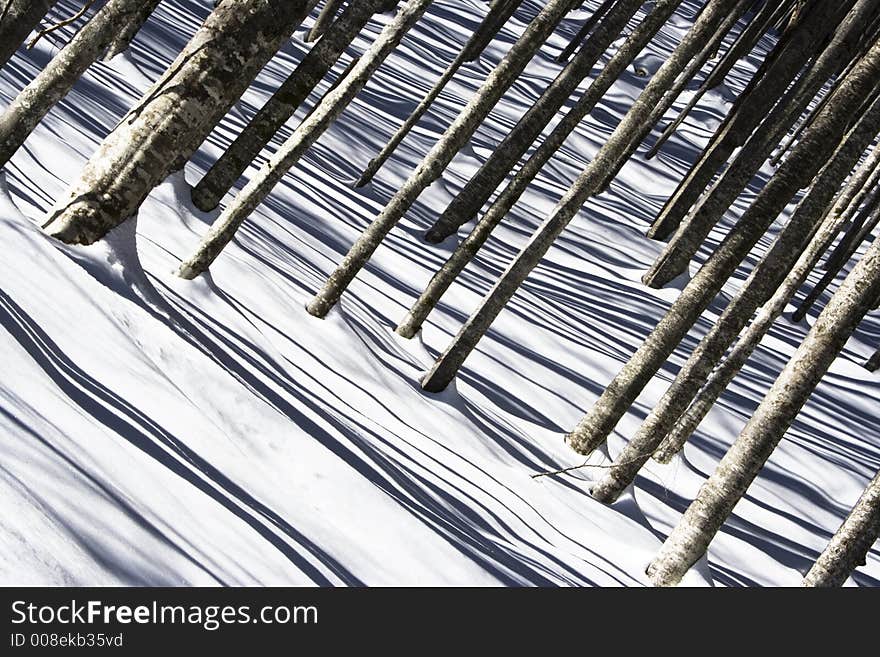 A beech wood under the snow. A beech wood under the snow