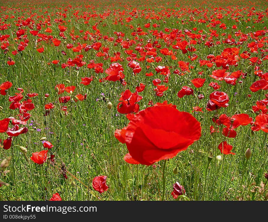 The field poppy