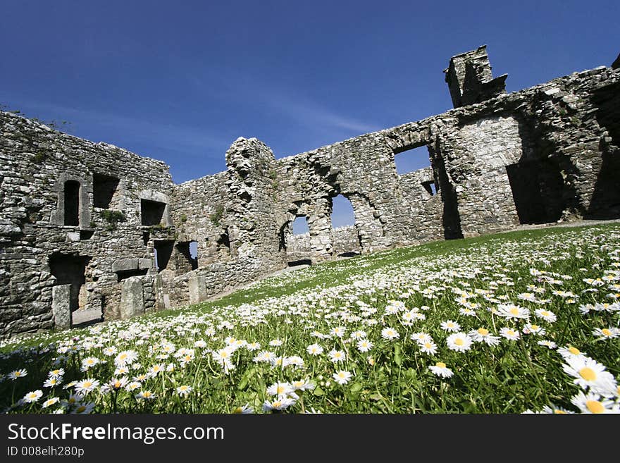 Lots of daisy in a meadow in the middle of a ruin. Lots of daisy in a meadow in the middle of a ruin