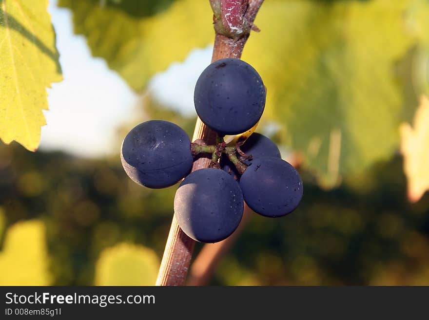 Small cluster of pinot noir grapes next to a leaf. Small cluster of pinot noir grapes next to a leaf