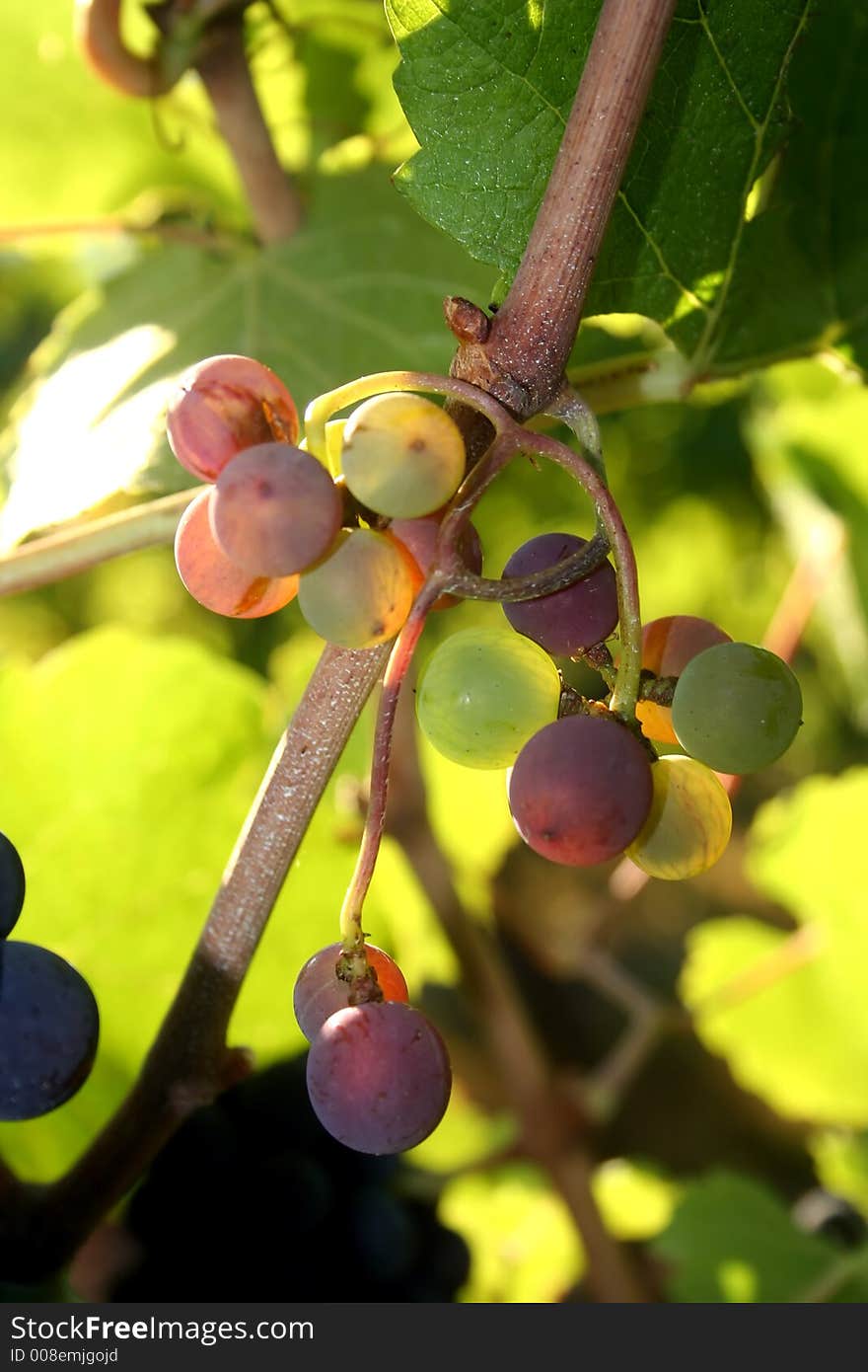 Multi-colored, stunted grape cluster. Multi-colored, stunted grape cluster