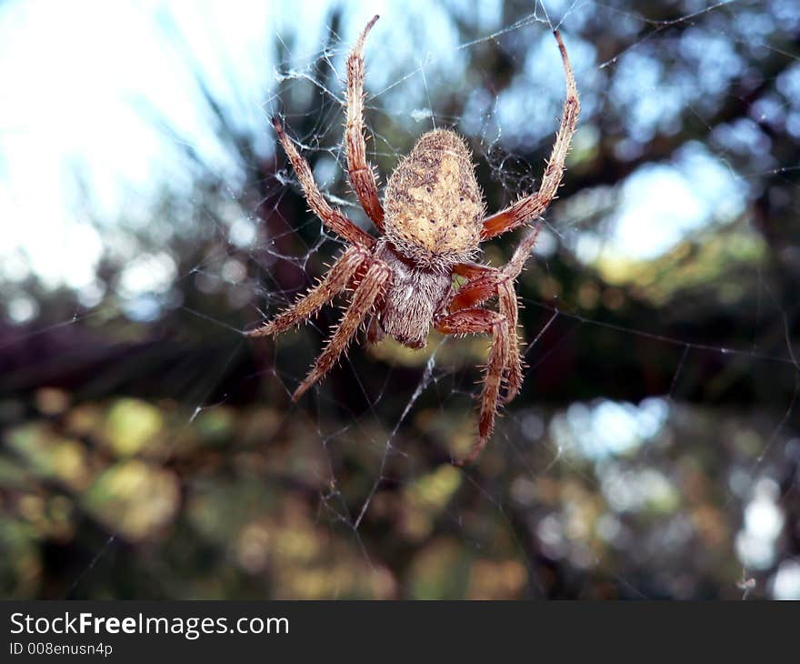 Spider on web