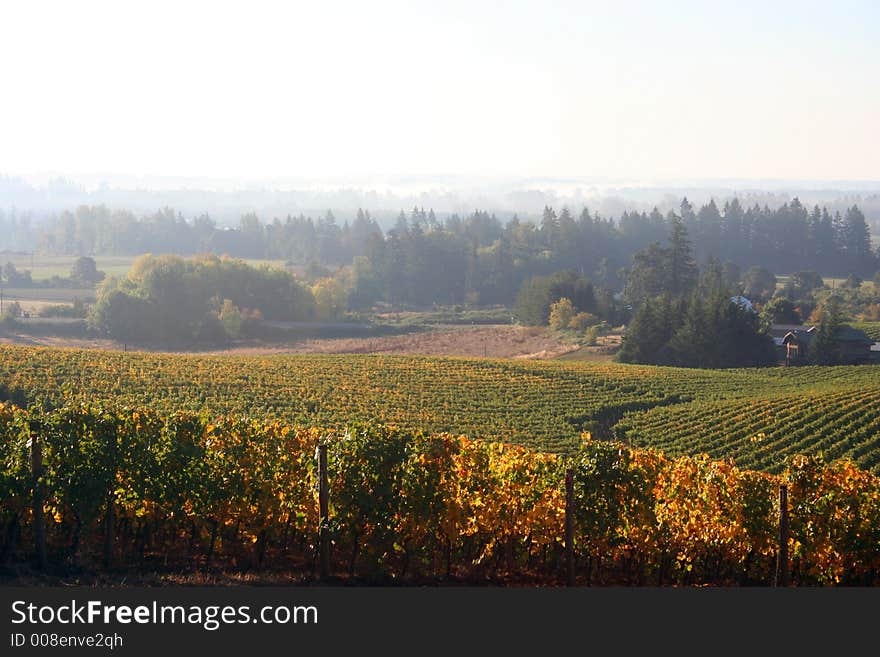 Foggy Vineyard in Autumn