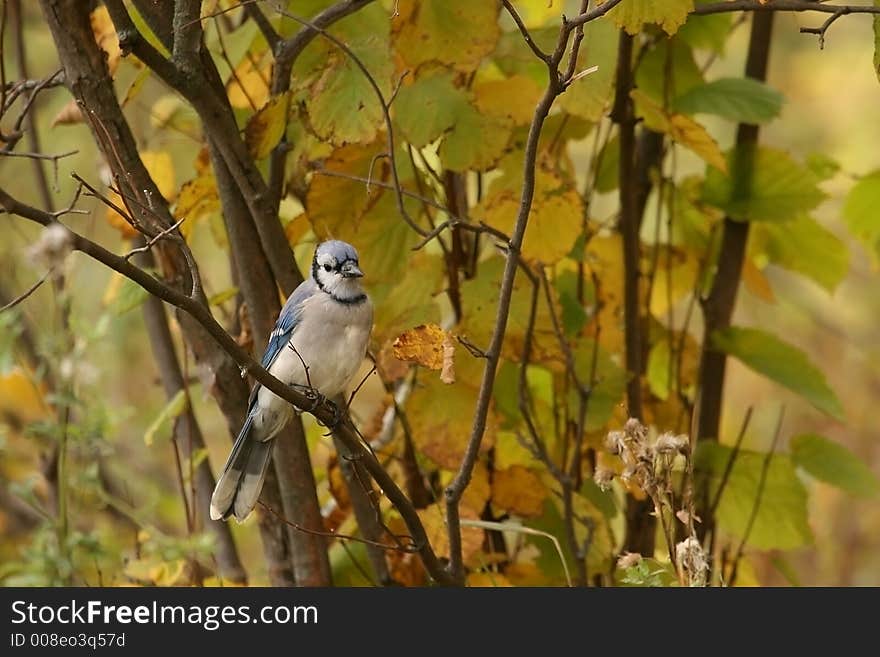 A bluejay on a branch with fall leaves