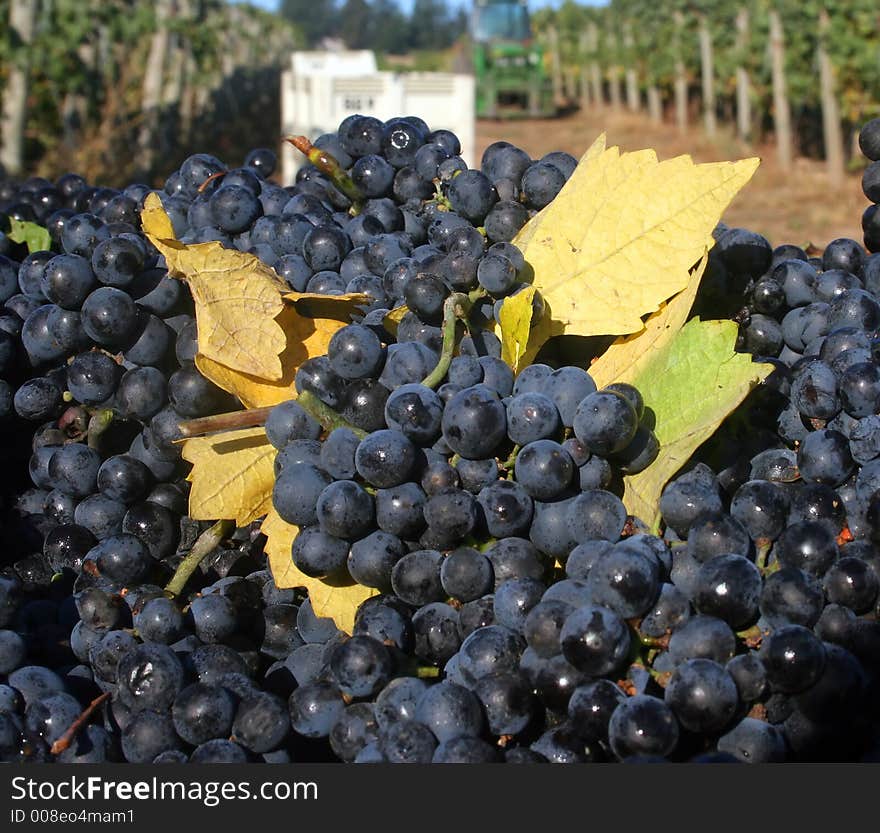 Full grape bin with fall leaves mixed in. Full grape bin with fall leaves mixed in.