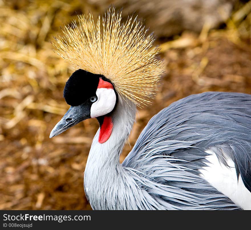 East African Crane