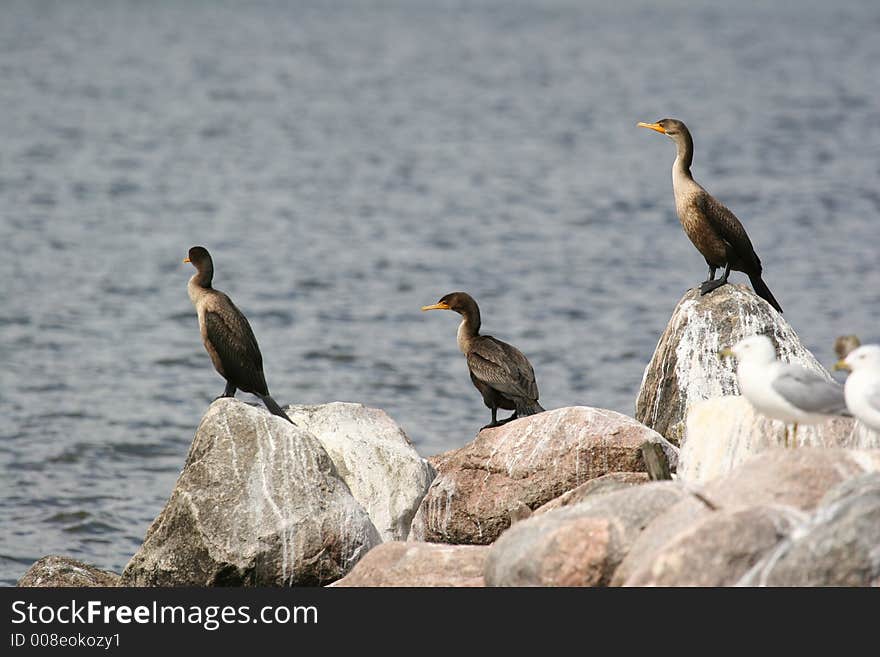 3 cormorants