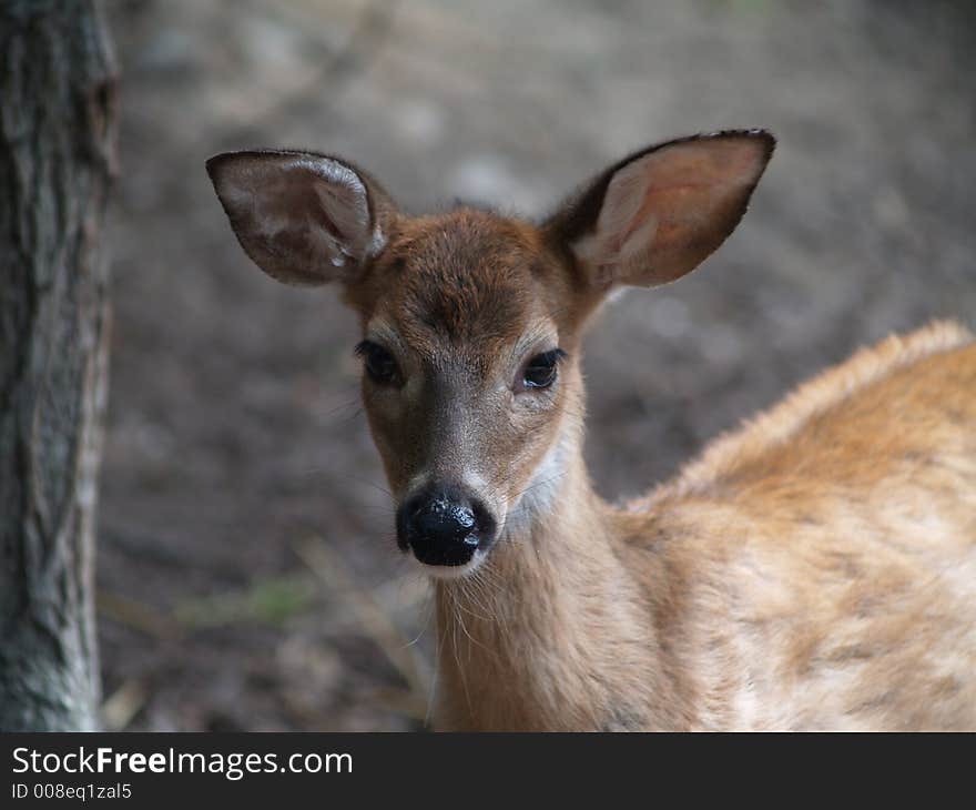 Close-up of Fawn looking into the camera