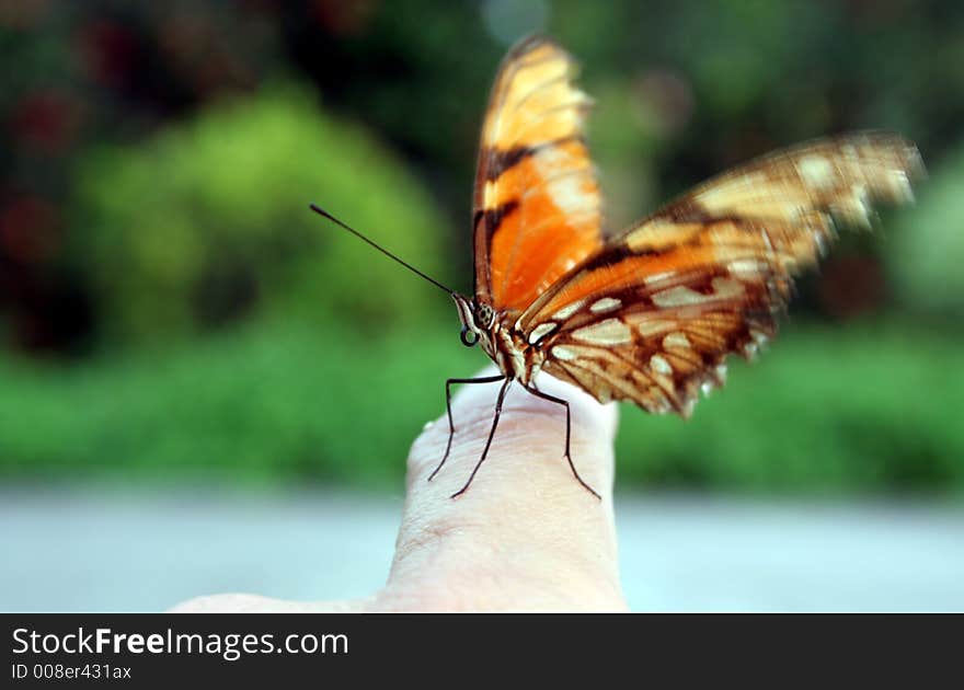 Butterfly taking off from a finger. Butterfly taking off from a finger