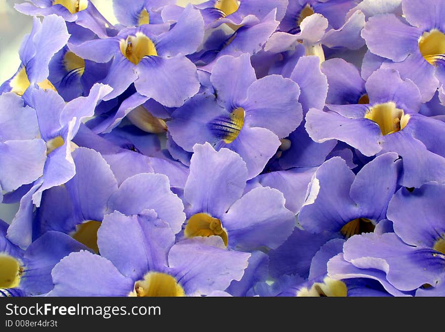 A bed of skyblue flowers