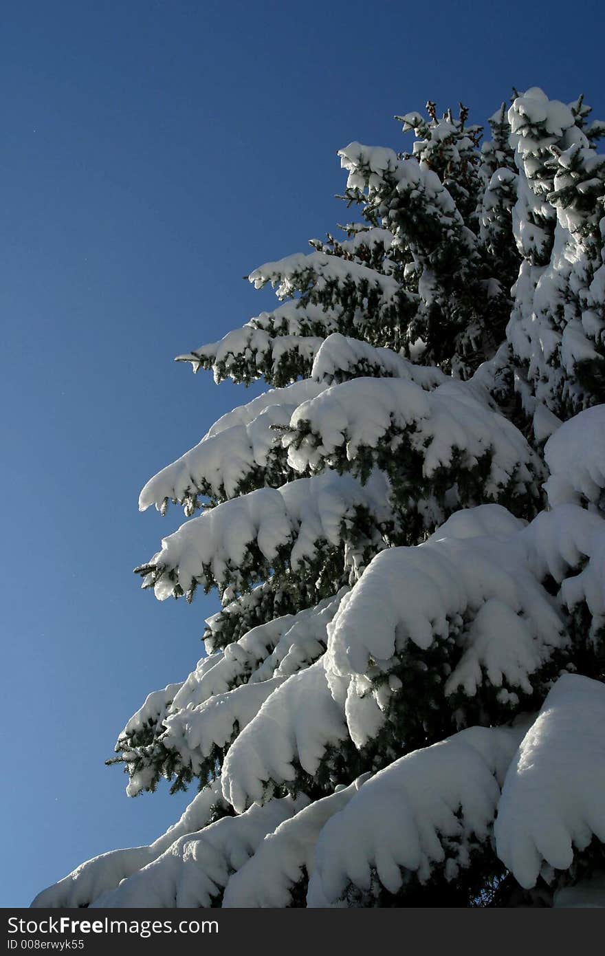 Snow on Tree